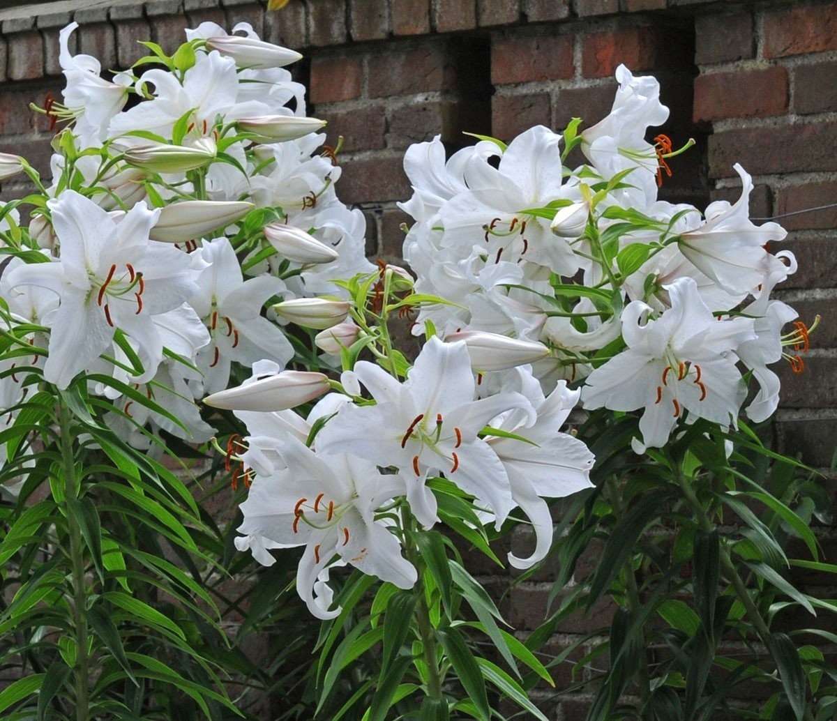 Лилия восточная "Касабланка"