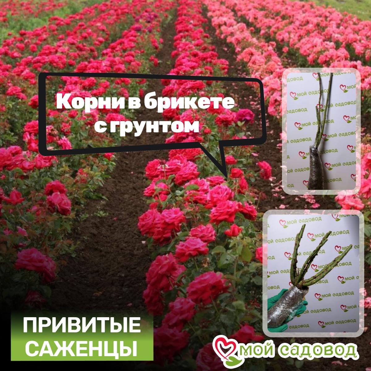 Роза Эффи