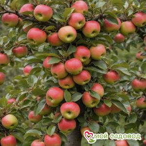 Яблоня Медок (колоновидная)